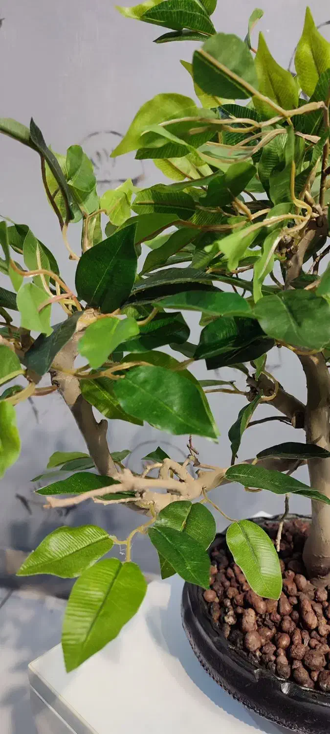 بنسای بنجامین مصنوعی در ارتفاع ۴۶ سانتیمتر|گل مصنوعی|تهران, خواجه نظام الملک|دیوار