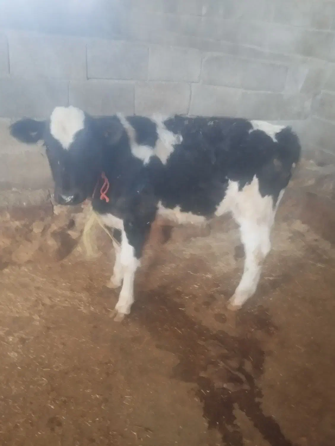 گاو و گوساله|حیوانات مزرعه|سرپل ذهاب, |دیوار