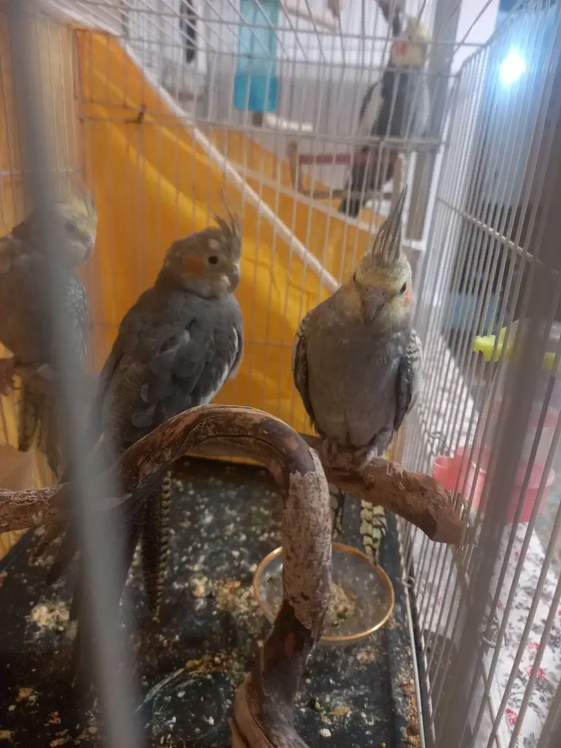 عروس هلندی|پرنده|اسفراین, |دیوار