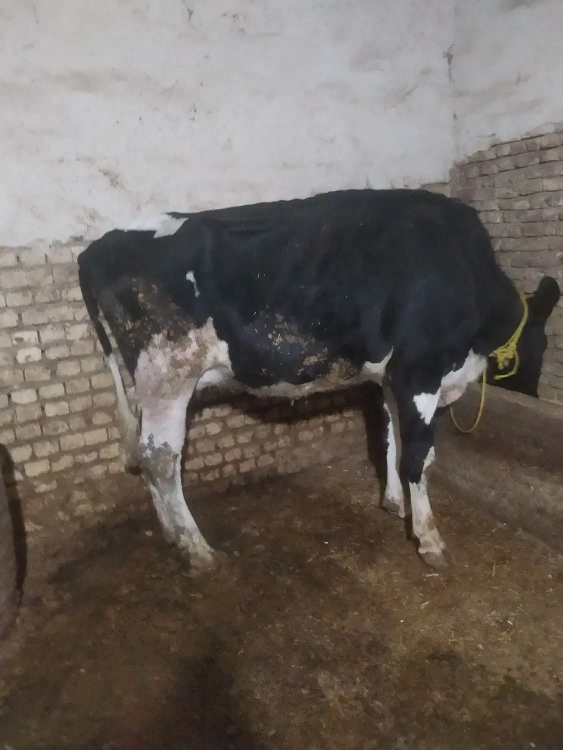 گاو|حیوانات مزرعه|فارسان, |دیوار