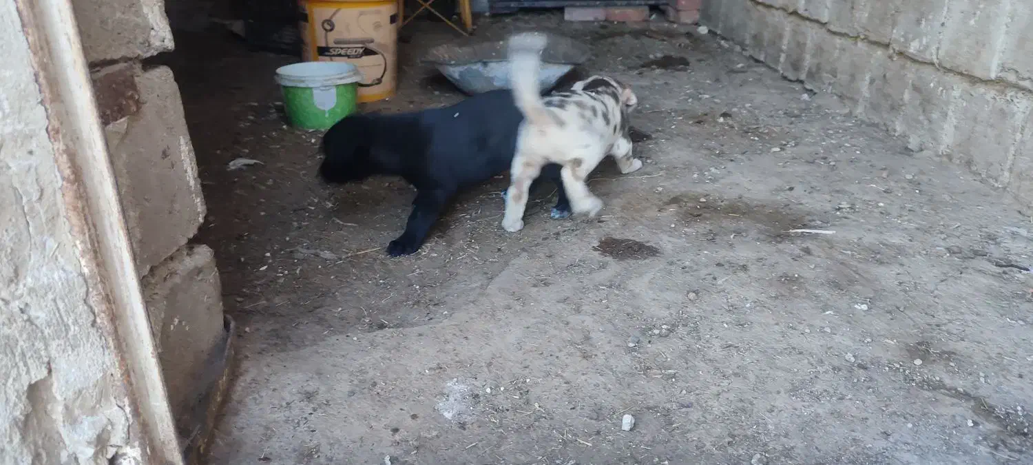 واگذاری توله های گریت دین|سگ|بوکان, |دیوار