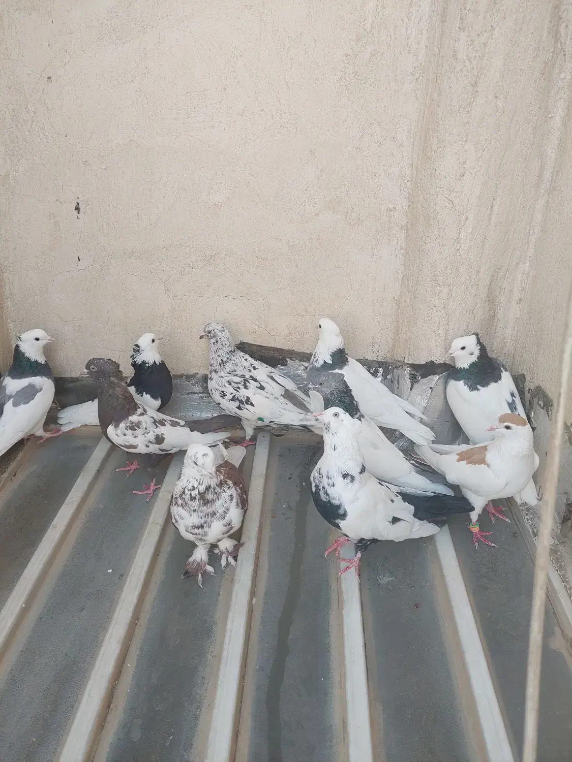 تعدادی کفتر نر و ماده|پرنده|شیراز, میدان قائم|دیوار