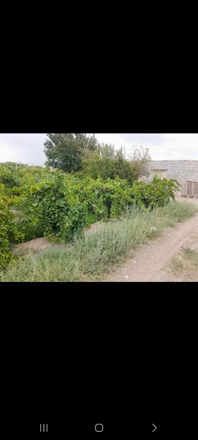 باغ انگوری|فروش دفتر صنعتی، کشاورزی، تجاری|شاهرود, |دیوار