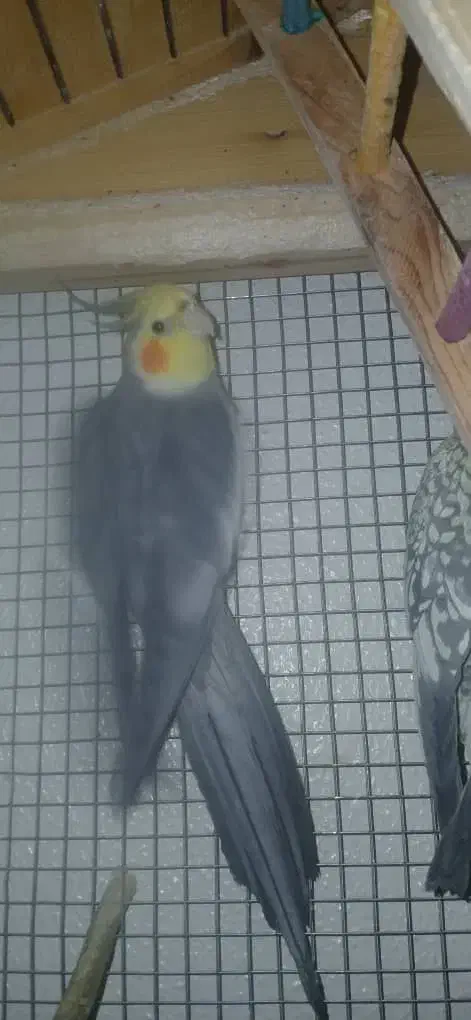 عروس هلندی با قفس|پرنده|شاهین‌شهر, عطار|دیوار