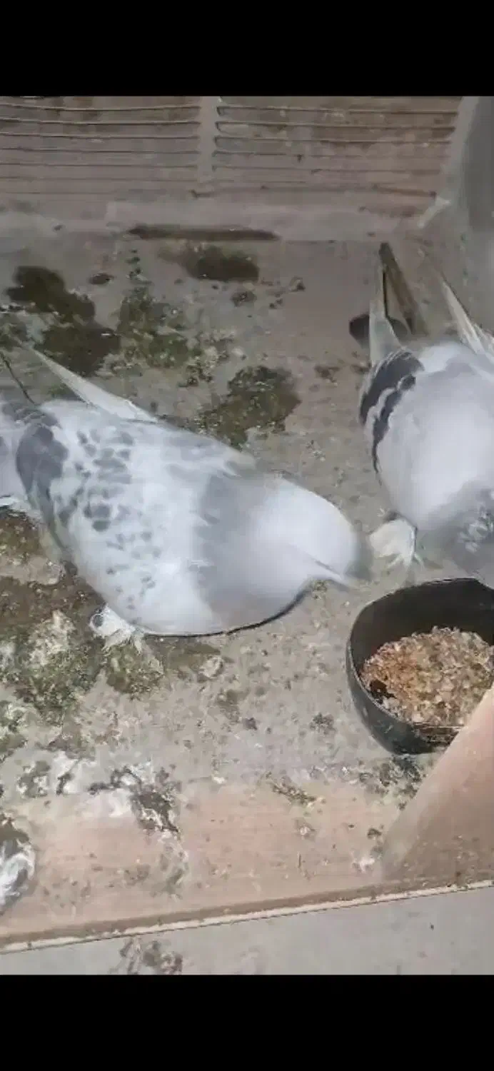 گوگ کاغذی|پرنده|بهبهان, |دیوار