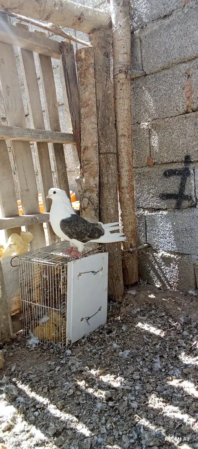 فروش کبوتر|پرنده|محمدبار, |دیوار