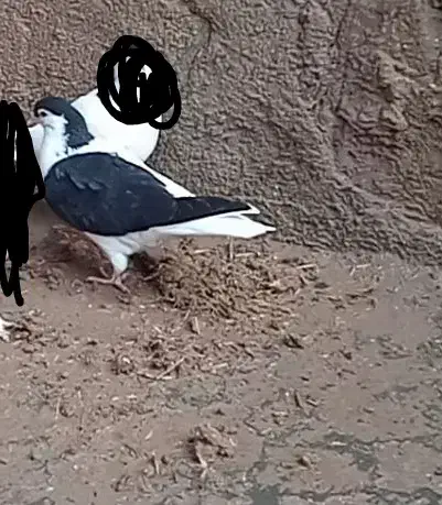 یک جوجه خال چپ|پرنده|بیرجند, |دیوار