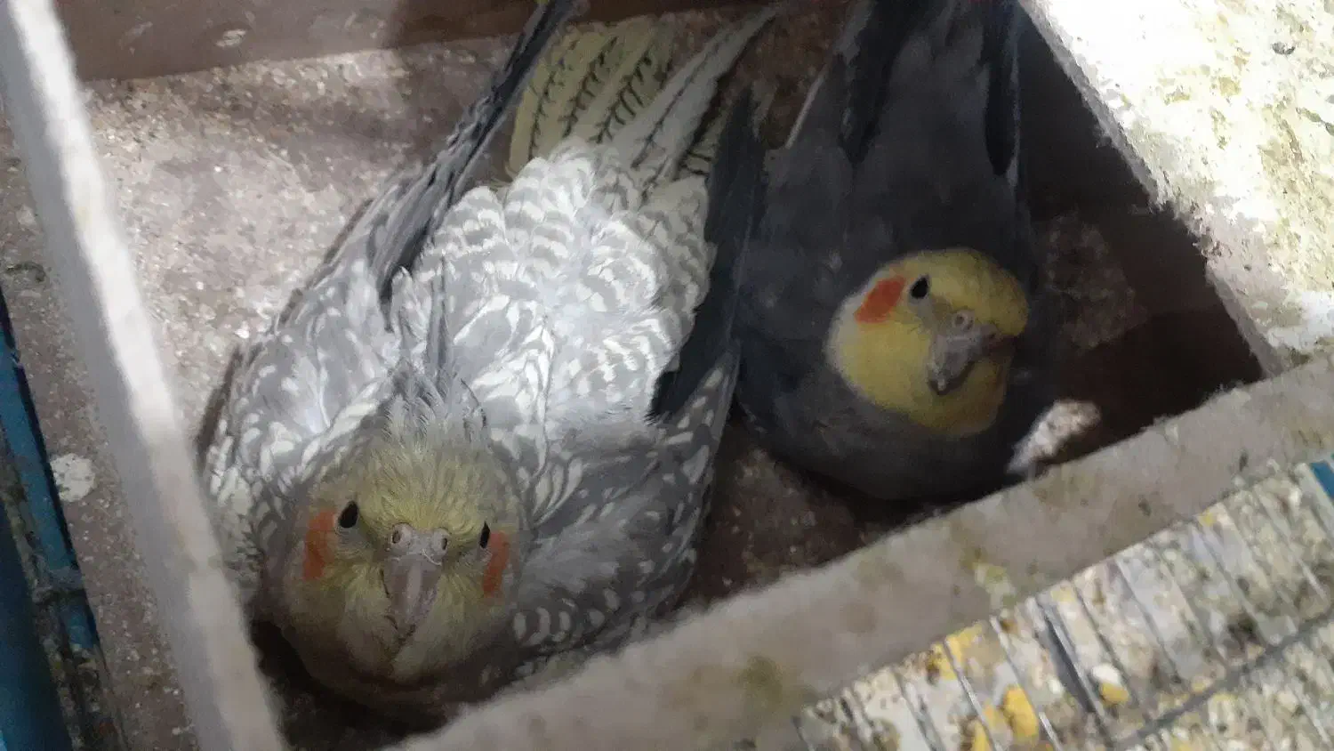 فروش عروس هلندی|پرنده|شیراز, قلعه نو|دیوار