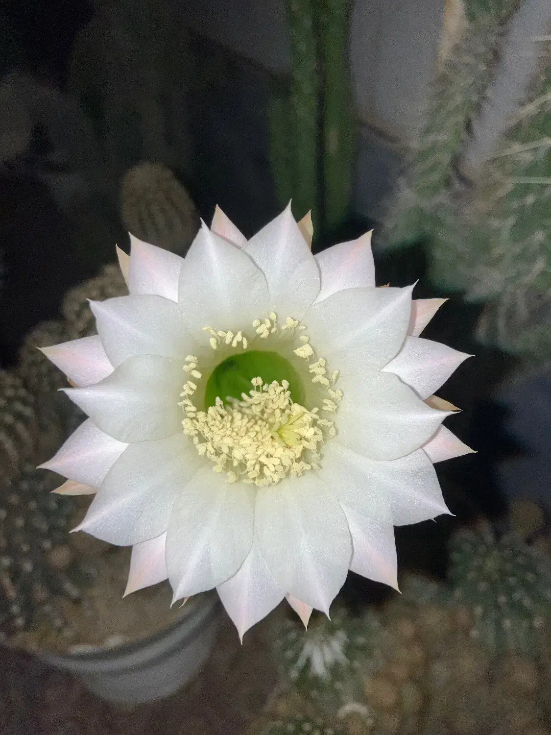 گمشدن کارت ماشین بیمه کارت پایان خدمت|اشیا|نهاوند, |دیوار