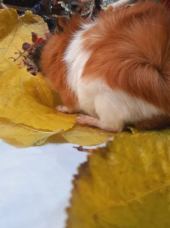 خکچه|موش و خرگوش|تهران, مسعودیه|دیوار