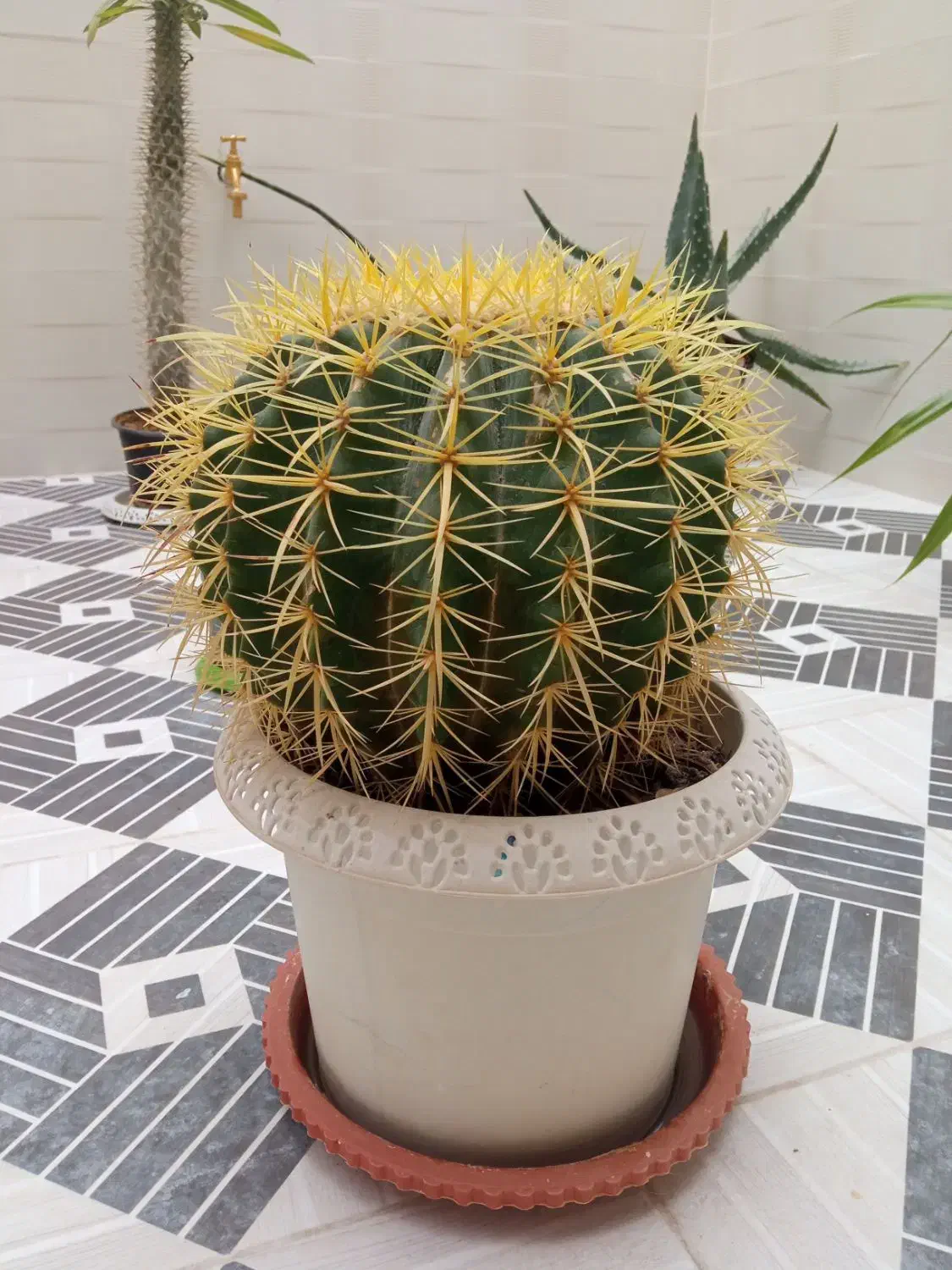 کاکتوس تک و کمیاب، سایز بزرگ|گل و گیاه طبیعی|گرمسار, |دیوار