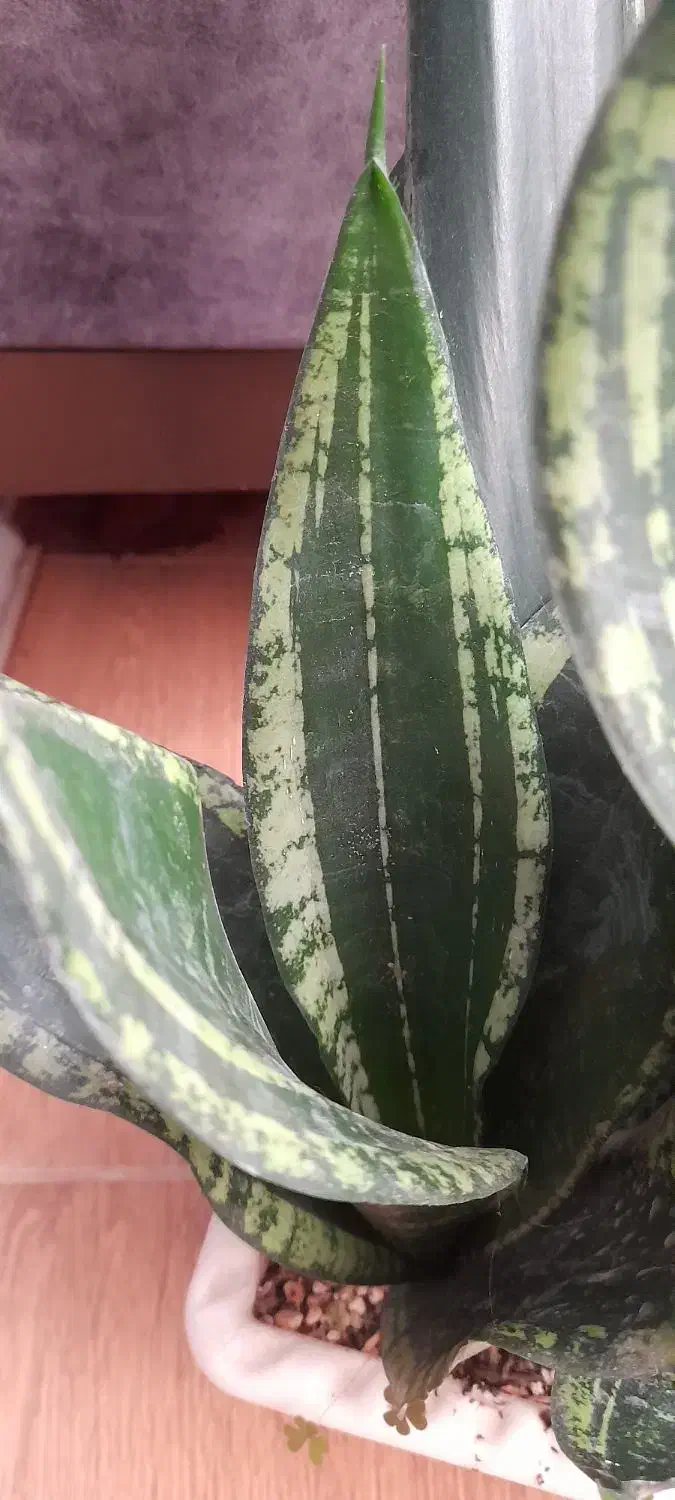 سانسوریا سیلور فلیم|گل و گیاه طبیعی|آستانه اشرفیه, |دیوار