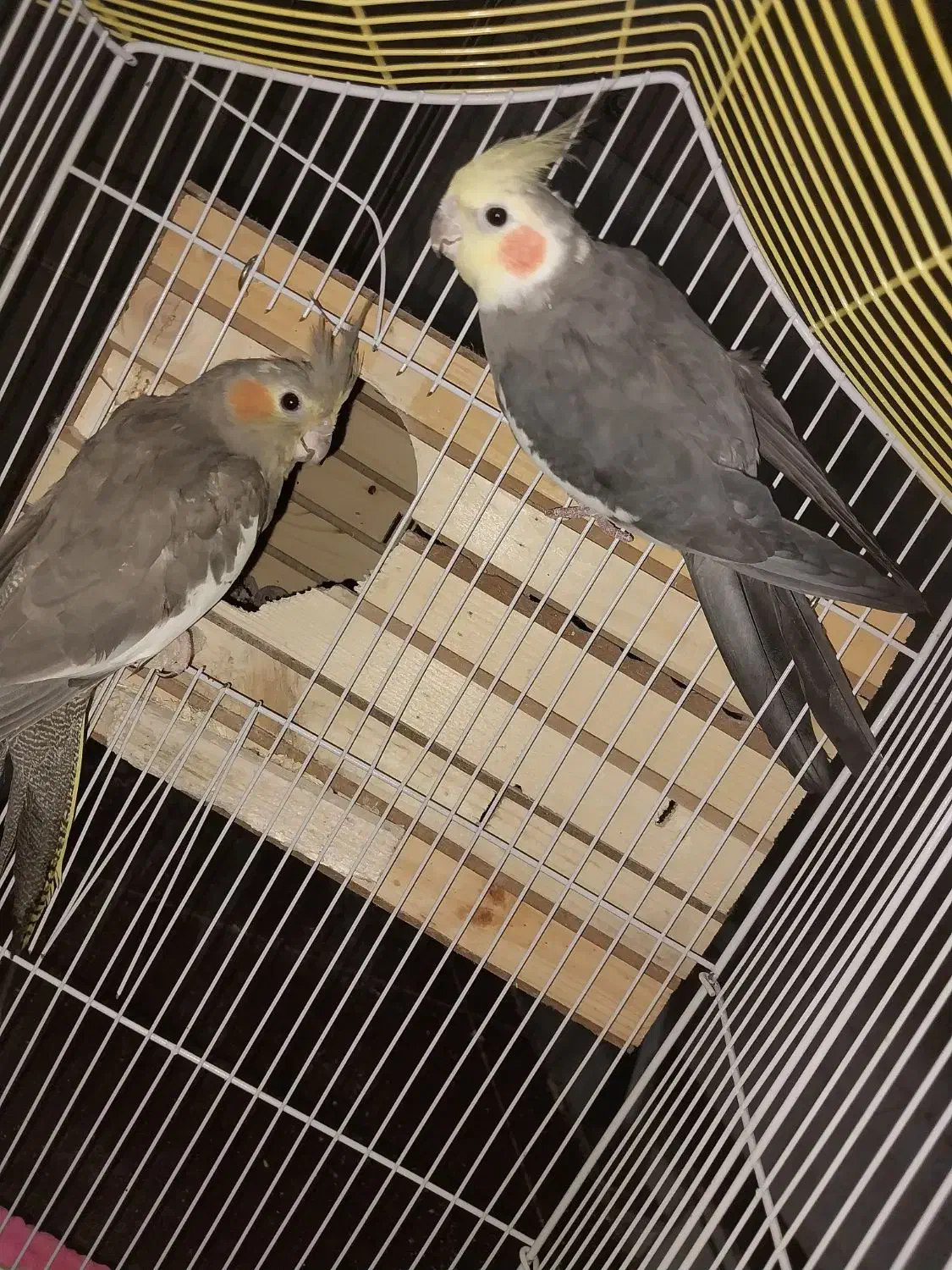 عروس هلندی مولد به شرط جوجه دهی|پرنده|کرج, شهرک سهرابیه|دیوار