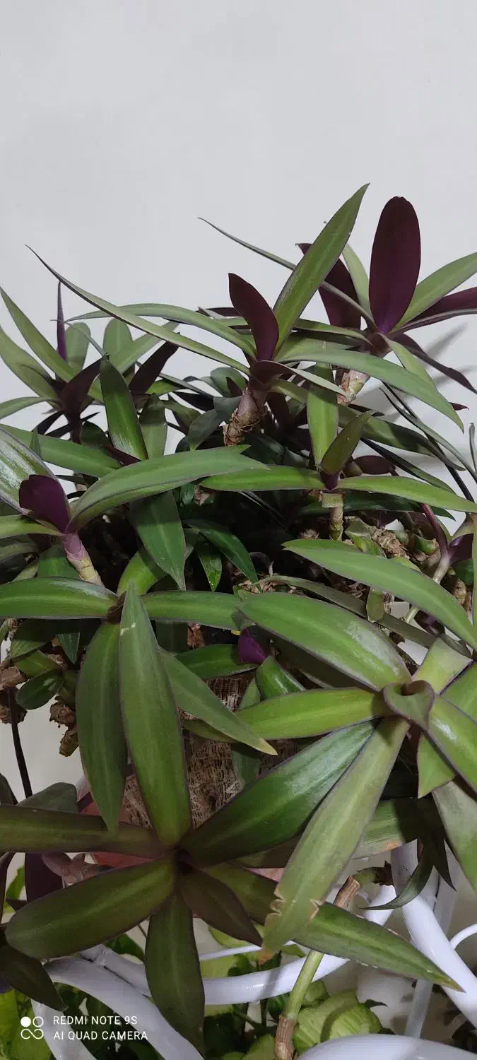 گل بنفشه آمریکایی (قاشقی بنفش)|گل و گیاه طبیعی|ماهان, |دیوار