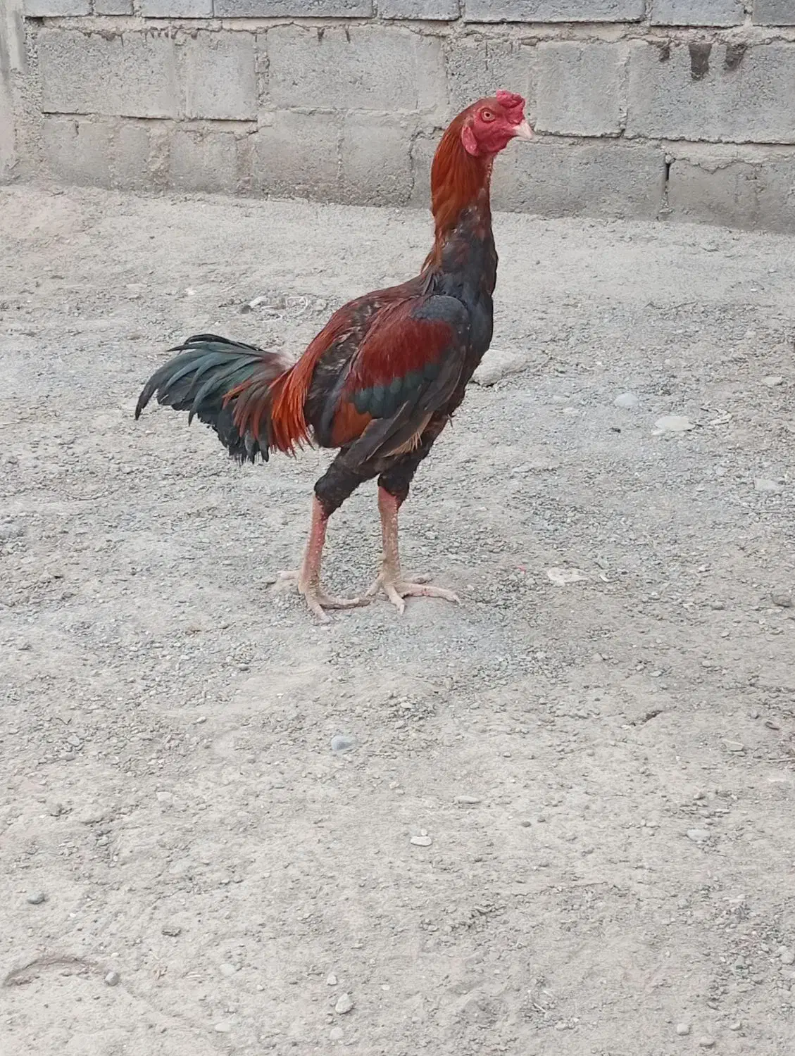 لل خروس نسل دار|حیوانات مزرعه|میناب, |دیوار