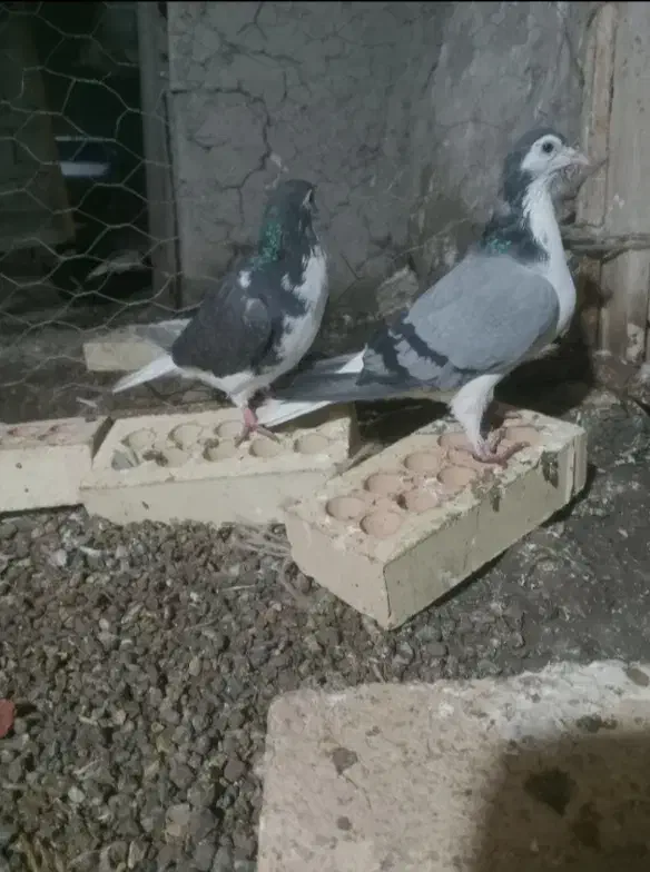 کبوتر چادری|پرنده|تبریز, |دیوار