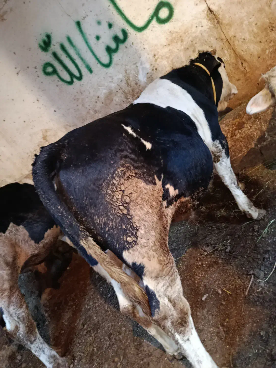 گوساله|حیوانات مزرعه|نظر کهریزی, |دیوار