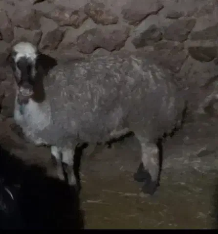 میش  آبستن|حیوانات مزرعه|ایجرود, |دیوار