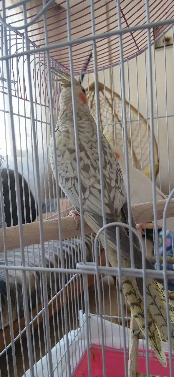 فروش فوری جوجه عروس هلندی|پرنده|مشهد, جاهد شهر|دیوار