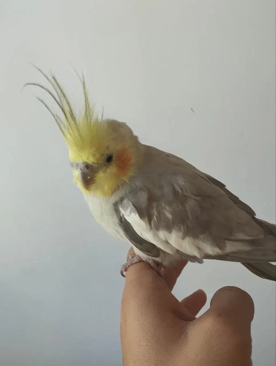 پرنده|پرنده|دیواندره, |دیوار