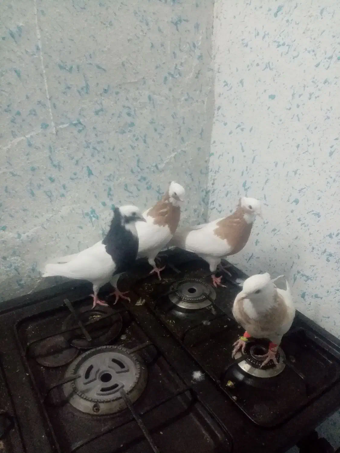 کبوتر|پرنده|شیراز, اکبر آباد|دیوار