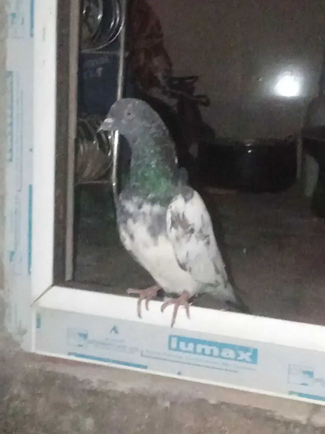 قیمت 400|پرنده|ملکشاهی, |دیوار