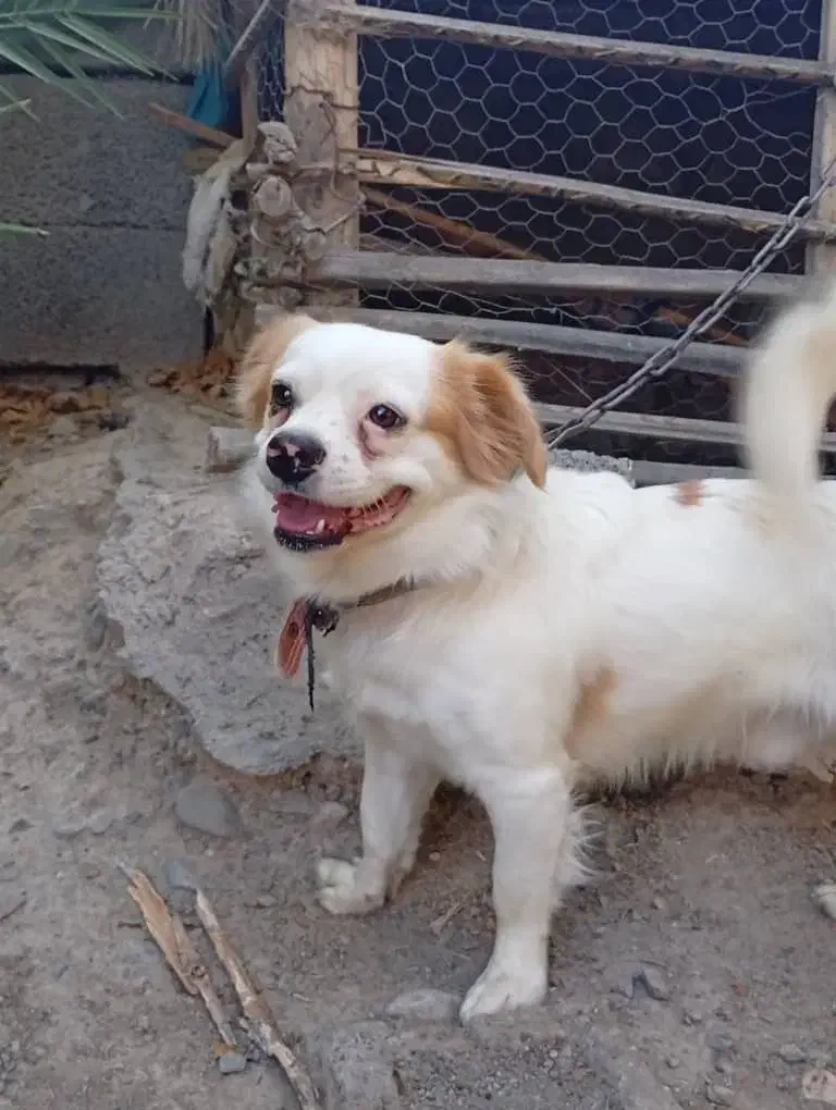 سگ پا کوتاه|سگ|جیرفت, |دیوار