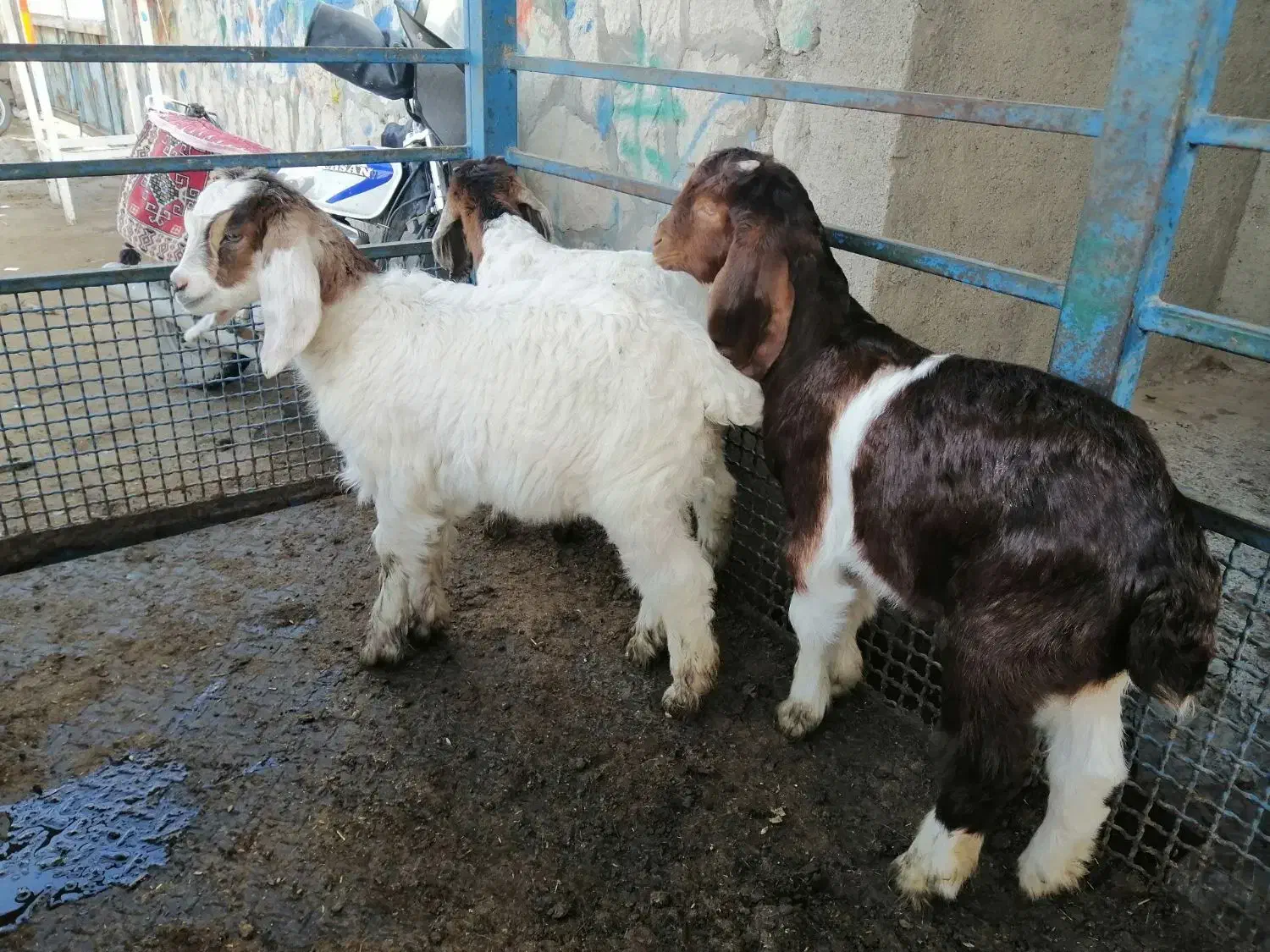 بزغاله|حیوانات مزرعه|سبزوار, چهارراه فرودگاه|دیوار