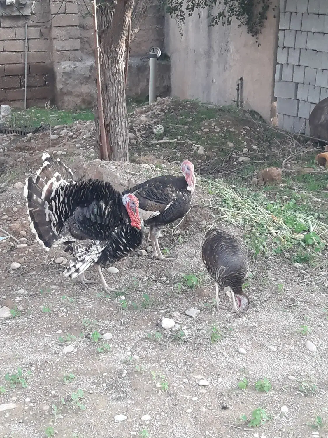 بوقلمون|حیوانات مزرعه|گتوند, |دیوار