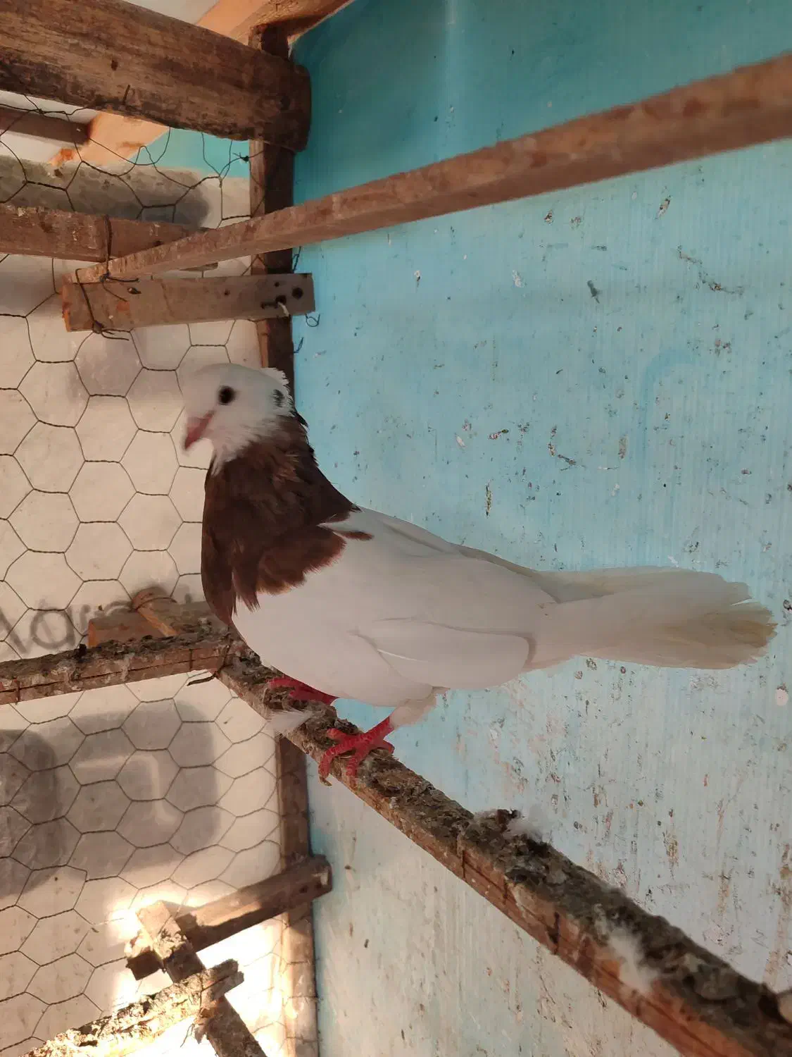 طوقی ماده کلاه دار|پرنده|قائمشهر, |دیوار