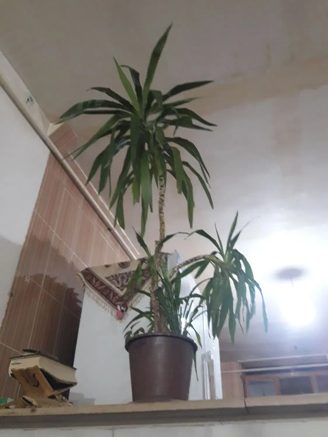 گل سرحال|گل و گیاه طبیعی|هرسین, |دیوار