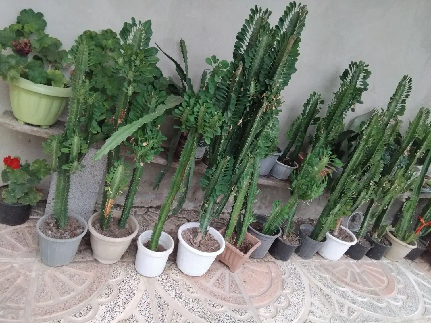 گل افوربیای سبز|گل و گیاه طبیعی|تالش, طولارود|دیوار