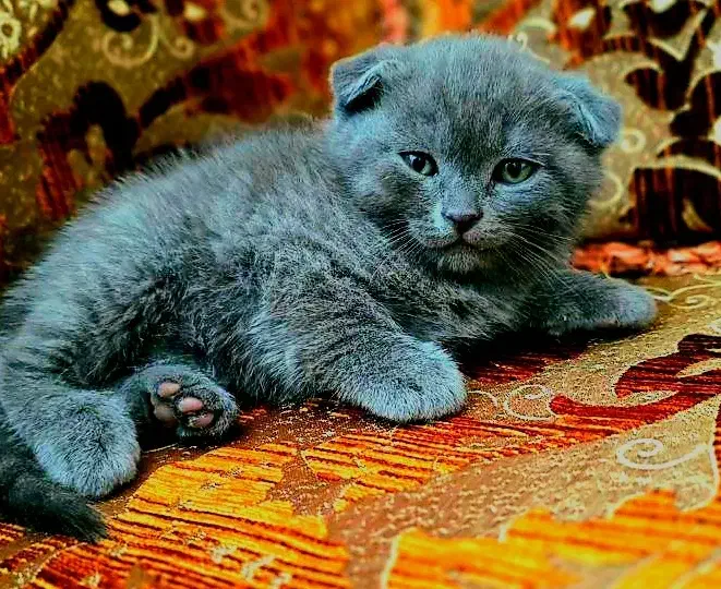 گربه اسکاتیش|گربه|اصفهان, شهریار|دیوار