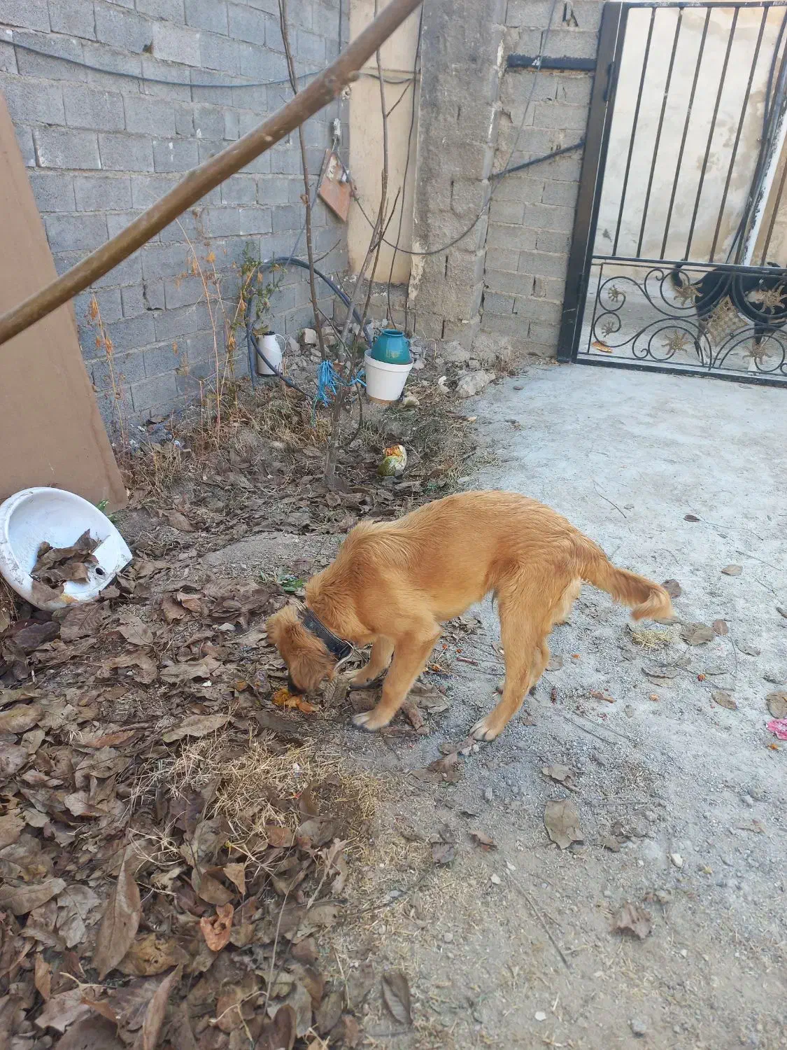 واگذاری سگ ژرمن مناسب برای نگهبانی|سگ|پردیس, کمرد|دیوار