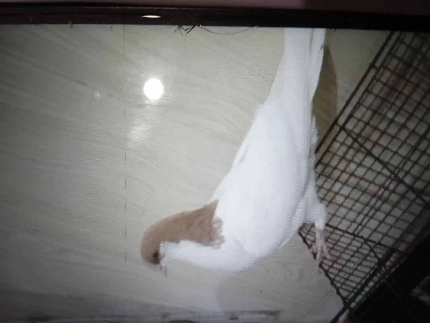 زیورآلات تزعینی زرد سشصتی دوتا 1|بدلیجات|تاکستان, |دیوار