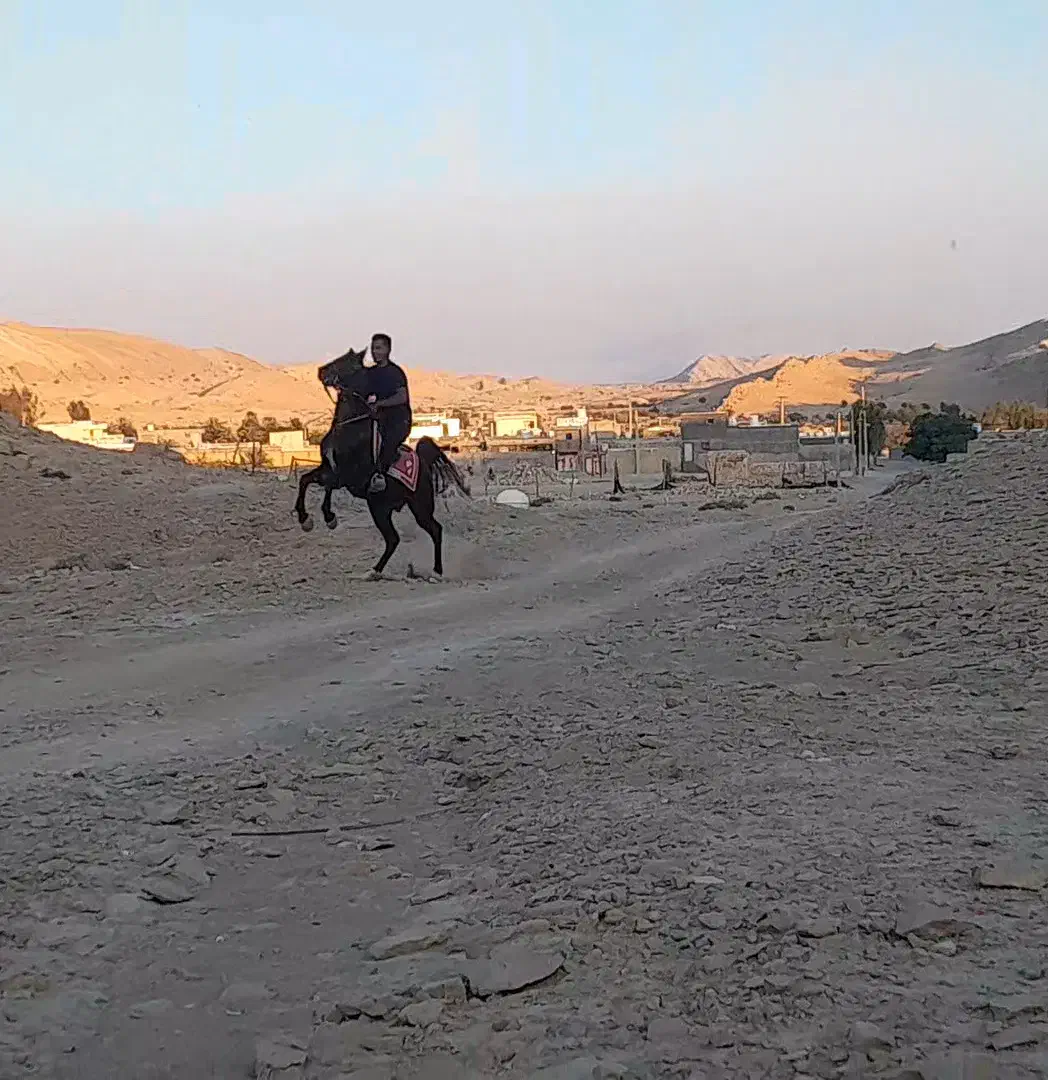 نریون درشت همه قیمت همه نژاد|اسب و تجهیزات اسبسواری|لار, |دیوار