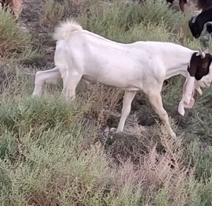 نر بز|حیوانات مزرعه|بندر گناوه, |دیوار