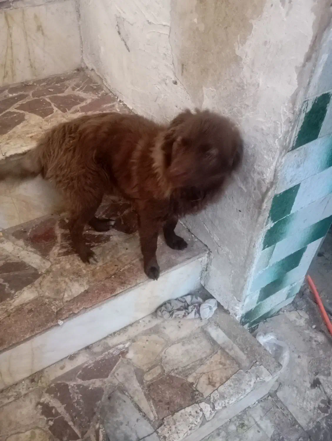 سگ پاکوتا|سگ|مراغه, |دیوار