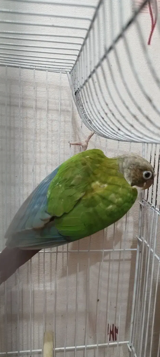 گرینچیک|پرنده|اهواز, سپیدار|دیوار