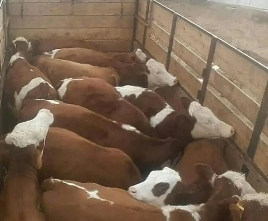 فروش سیمینتال با فاکتور و مجوز قانونی|حیوانات مزرعه|ملایر, |دیوار