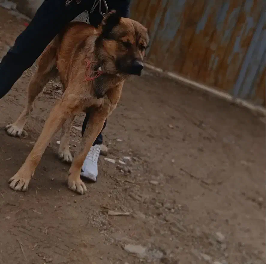 سگ نگهبان|سگ|محمدیه-قزوین, |دیوار