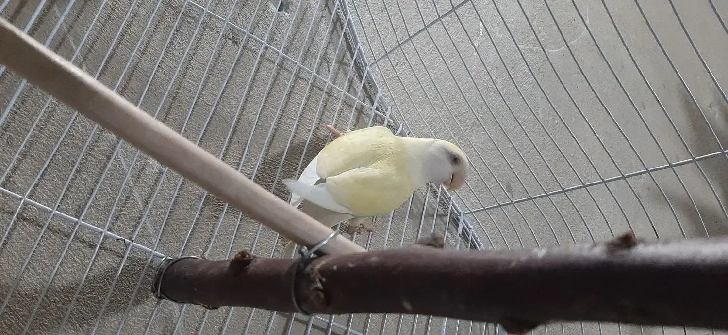 کوتوله ماده|پرنده|سراوان, |دیوار