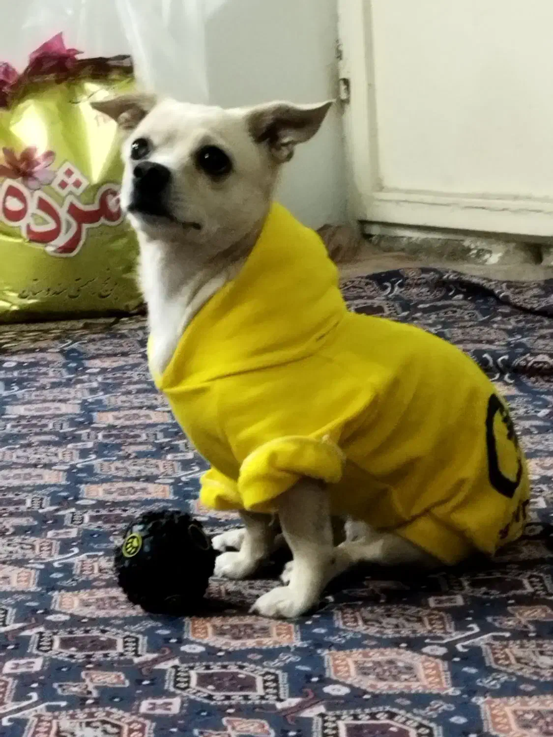 سگ شیواوا|سگ|بروجرد, |دیوار