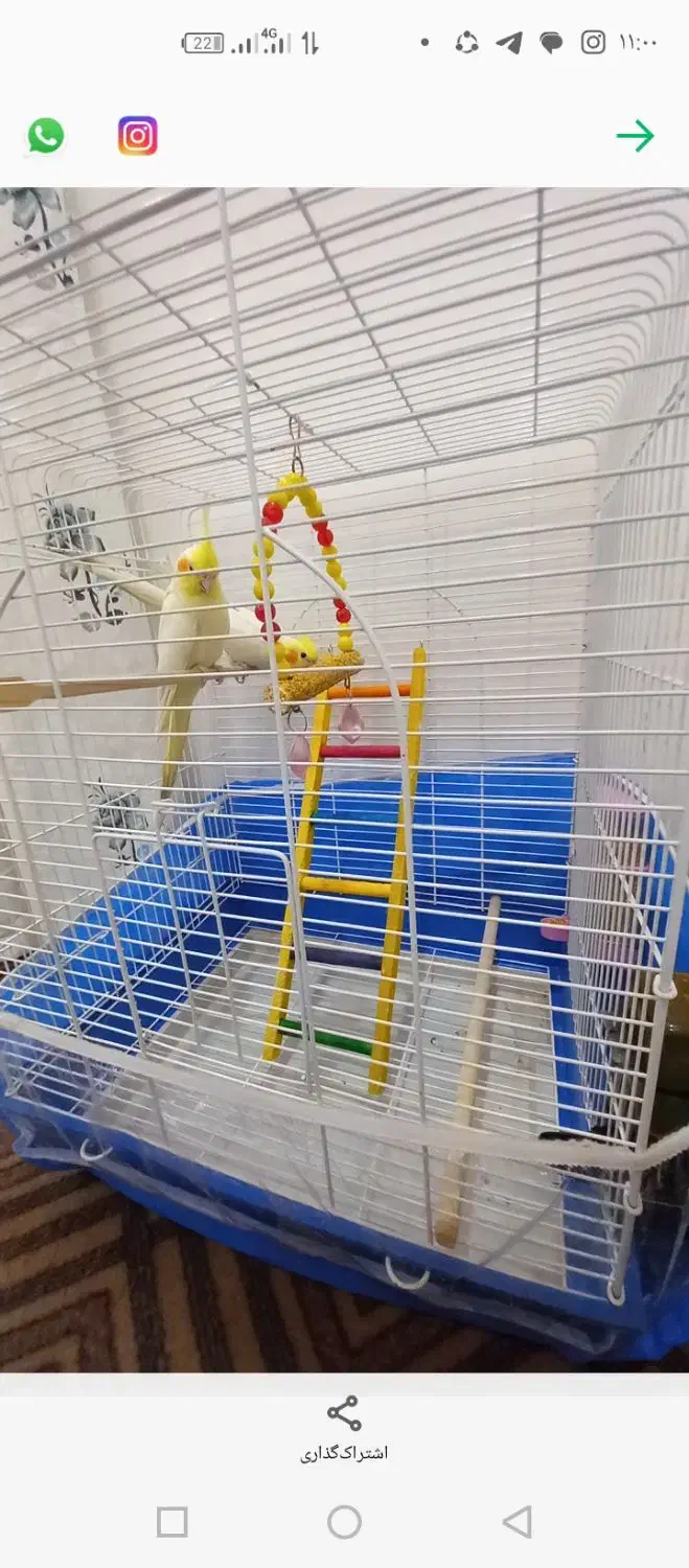 عروس هلندی|پرنده|بناب, |دیوار