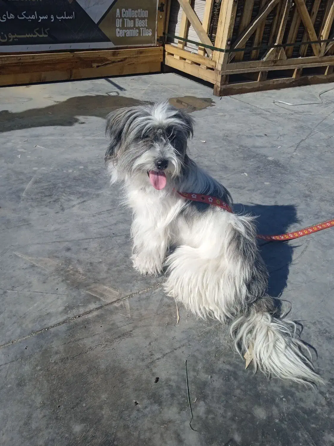 یک عدد سگ خانگی|سگ|شیراز, سلطان آباد|دیوار