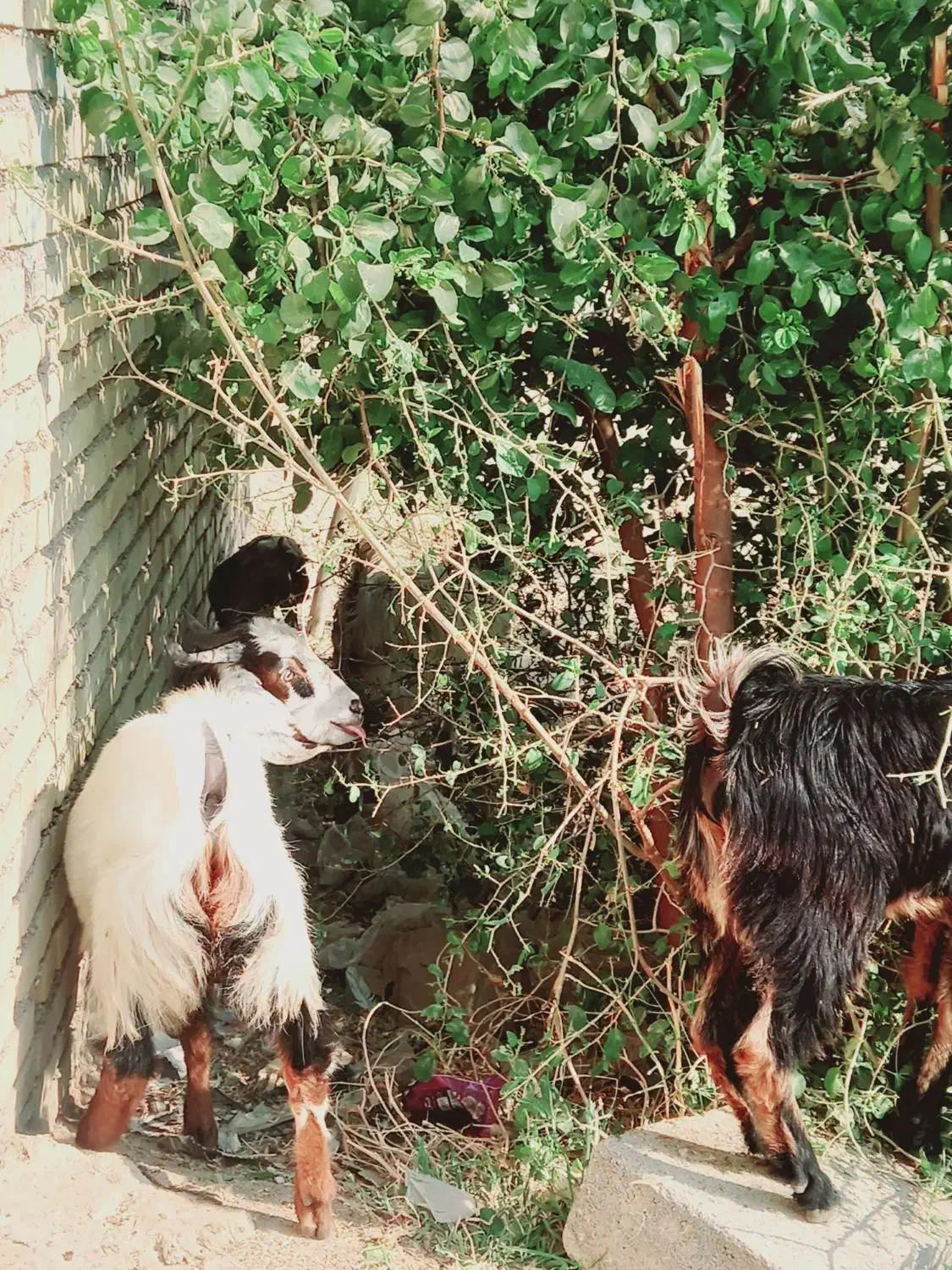 بز نر وماده چاق|حیوانات مزرعه|کارون, |دیوار