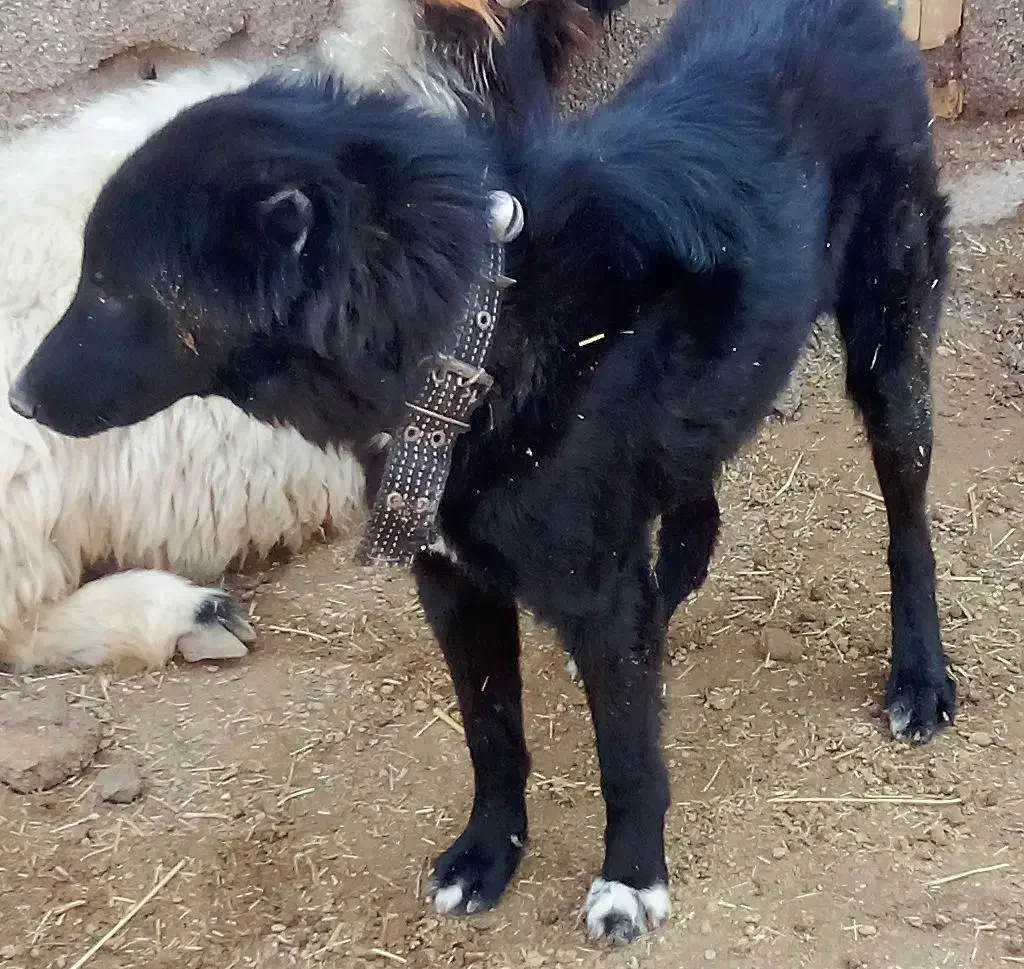 سگ گمشده|سگ|شوشتر, |دیوار