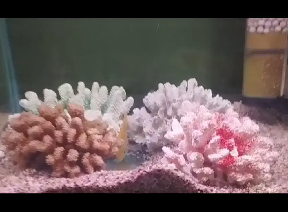 مرجان طبیعی برای اکواریوم|ماهی|آمل, |دیوار