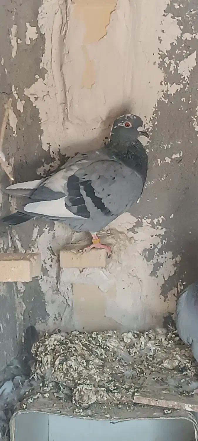 دوعددکبوتر جوقی وابلغ|پرنده|هامون, |دیوار