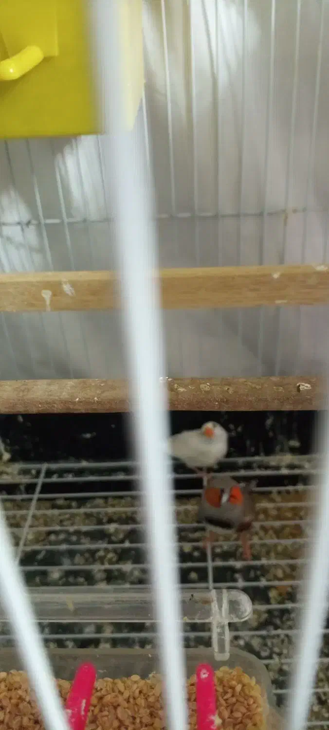 پرنده فنچ|پرنده|بومهن, |دیوار